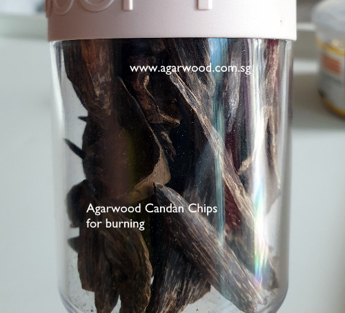 agarwood candan, agarwood hirta