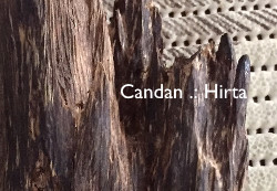 agarwood candan, candan aquilaria hirta