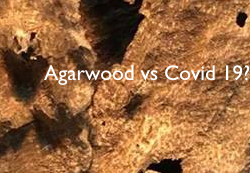covid 19, agarwood, agarwood oil, agarwood incense