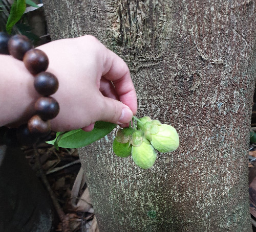 agarwood trees, aquilaria trees