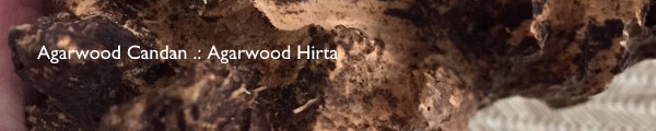 agarwood candan, agarwood hirta