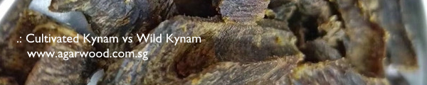 kynam, cultivated kyara, cultivated kynam