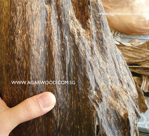 agarwood, candan, hirta, aquilaria hirta