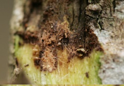 Cultivated Agarwood, Plantation Agarwood