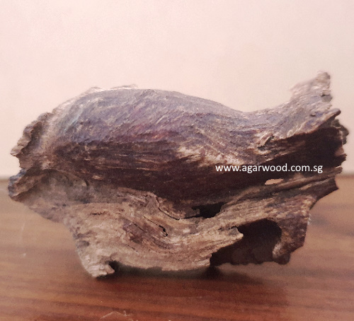 agarwood candan, agarwood hirta