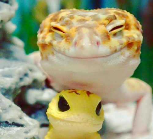 gecko 